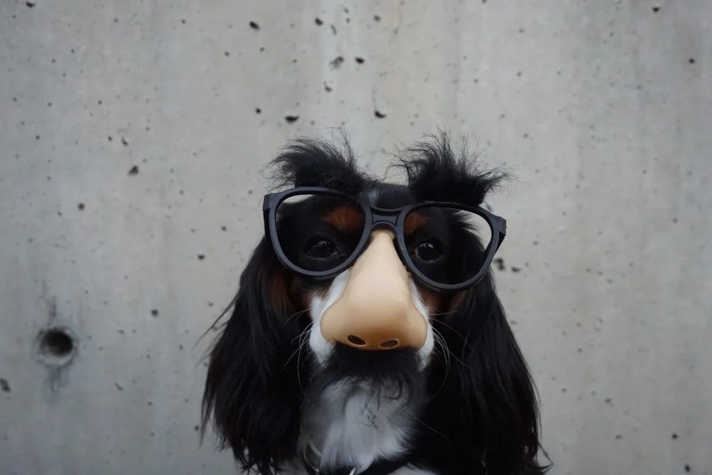 Dog with glasses costume